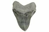 Fossil Megalodon Tooth - South Carolina #365705-2